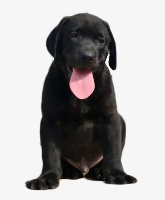 黑色成年犬免抠