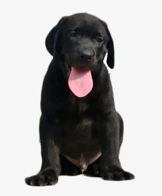 黑色成年犬免抠