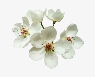 梨花花瓣鲜花图片素材免抠