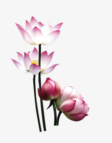 荷花免抠