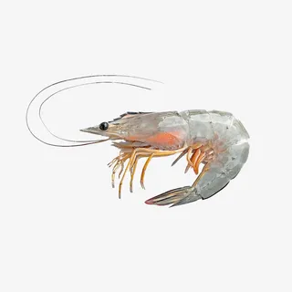 新鲜大虾免抠