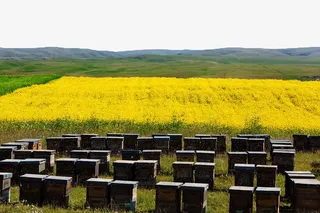 花卉蜂箱免抠背景摄影风景元素