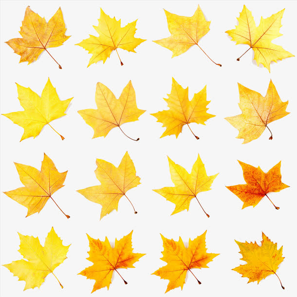枫叶平铺免抠