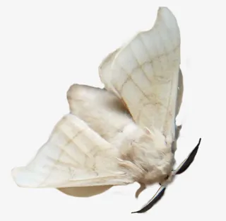 蚕蛾免抠素材（504×504）免抠