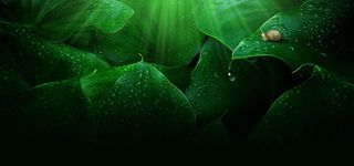 滴水珠的绿叶高清