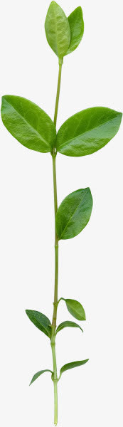 高长绿叶 png素材免抠