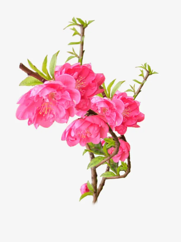 梅花素材免抠