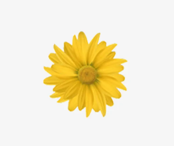 鲜花免抠