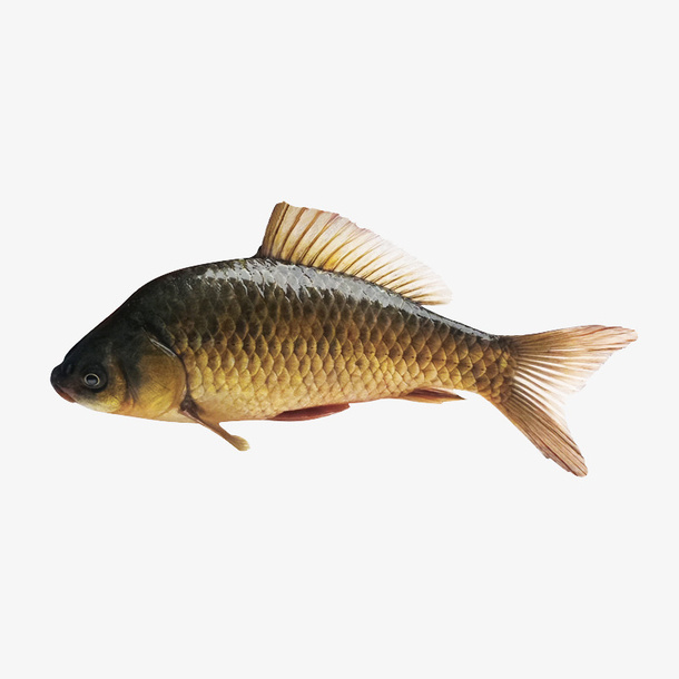 鲫鱼，草鱼，鱼，一条鱼免抠