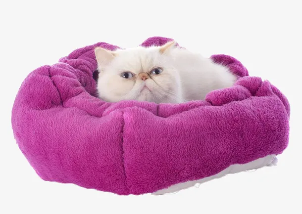 躺在窝里的小猫免抠