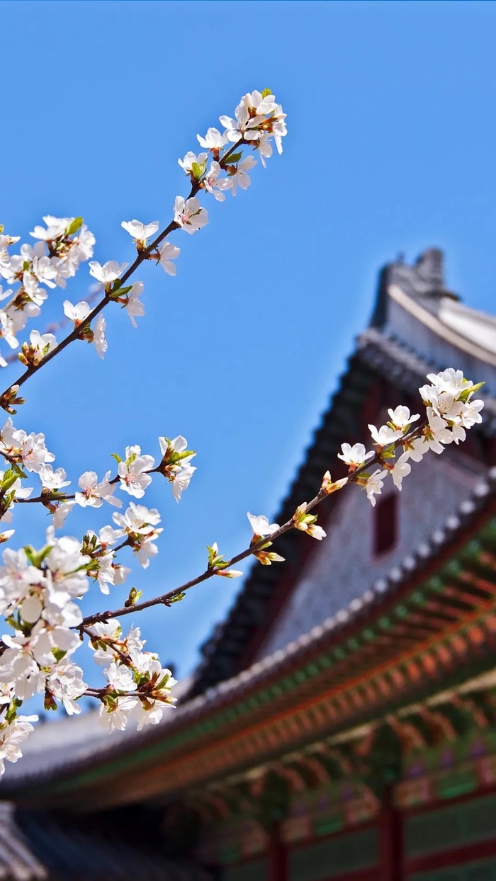 白色梅花背景模糊摄影H5背景高清