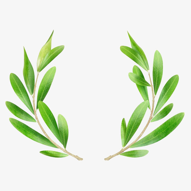 手绘清新绿色橄榄枝花环免抠免抠