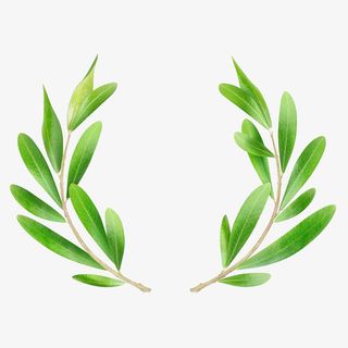 手绘清新绿色橄榄枝花环免抠免抠