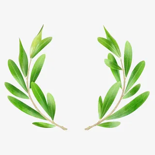 手绘清新绿色橄榄枝花环免抠免抠