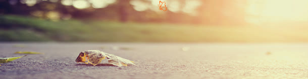 秋季帆布鞋淘宝唯美风景背景banner