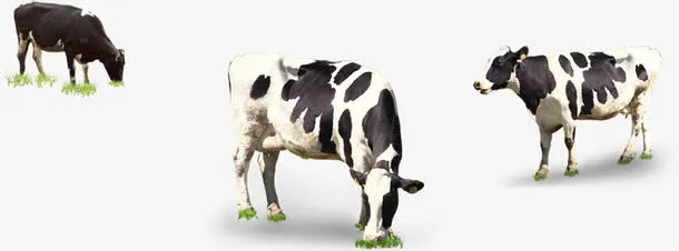 黑白相间的三只乳牛免抠