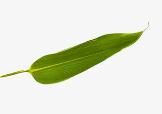 粽子的粽叶免抠