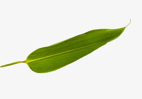 粽子的粽叶免抠 粽子的粽叶免抠