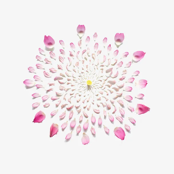 摆放好花瓣免抠