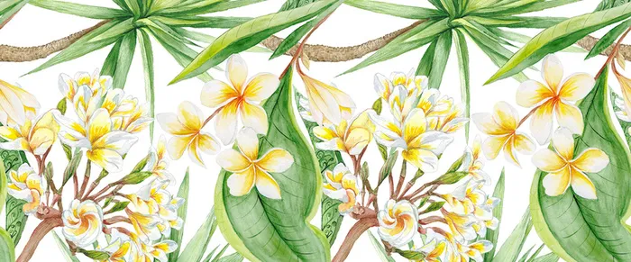白色花朵背景高清