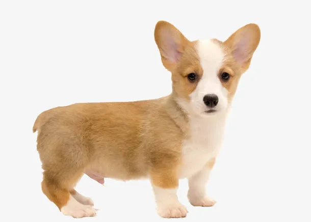 小柯基犬免抠