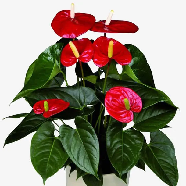 红掌盆栽免抠