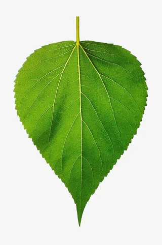 树叶叶片叶子免抠