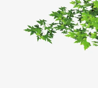 绿叶边框免抠