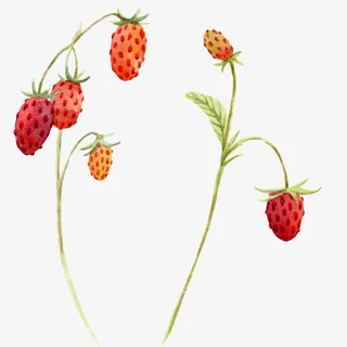手绘草莓树免抠