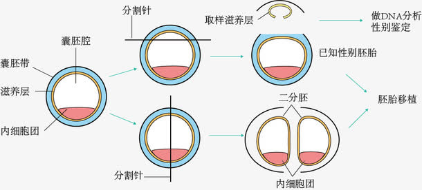 牛胚胎*和分割示意图免抠