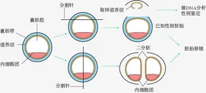 牛胚胎*和分割示意图免抠