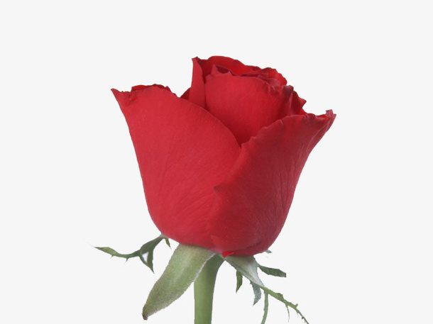 情侣的玫瑰免抠