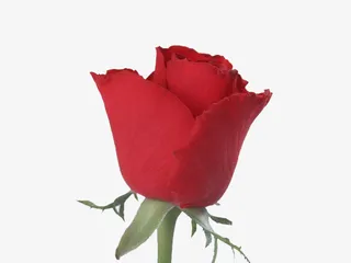 情侣的玫瑰免抠