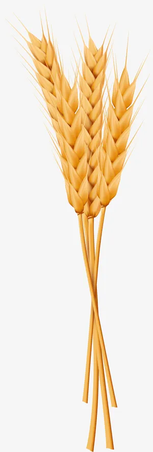 黄色稻穗果实免抠