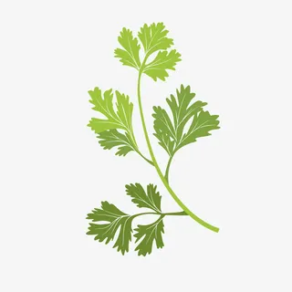 绿色芹菜叶免抠