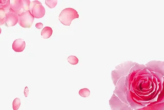 粉色玫瑰花瓣免抠
