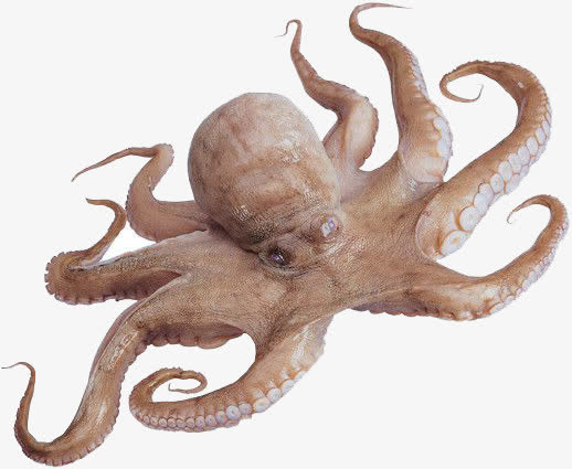 实物章鱼免抠