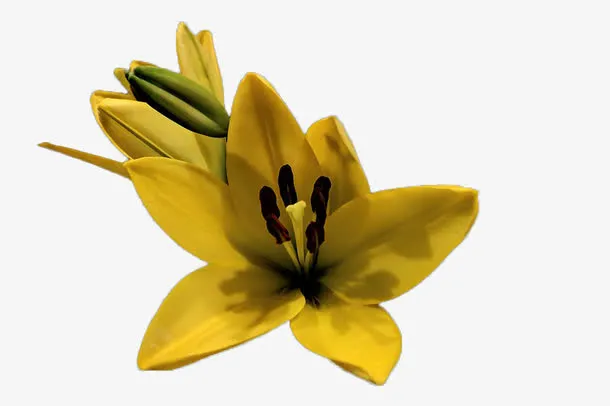 两朵黄花免抠