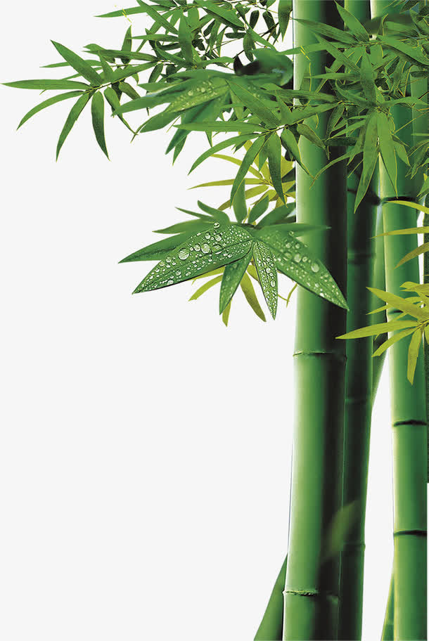 中秋节高清竹叶海报免抠