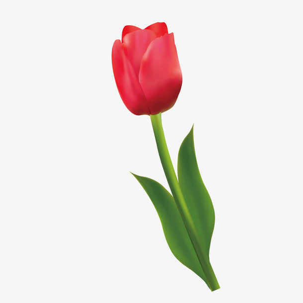 红色玫瑰花免抠
