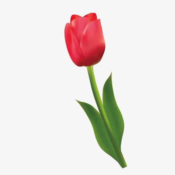 红色玫瑰花免抠