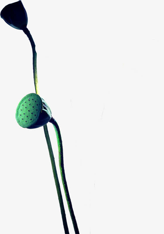 花卉  莲蓬免抠