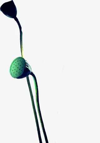 花卉  莲蓬免抠