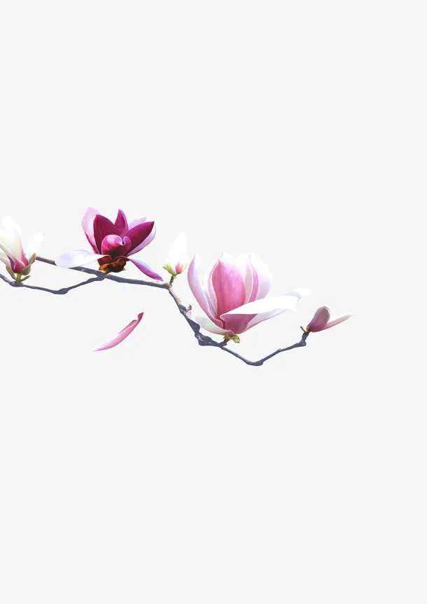 玉兰花免抠