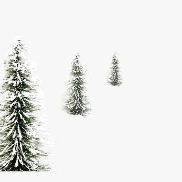 雪松免抠