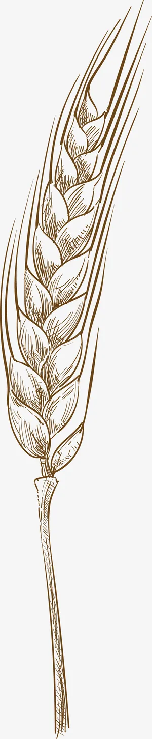 燕麦手绘矢量图免抠