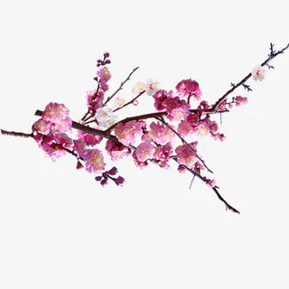 桃花免抠 桃花免抠