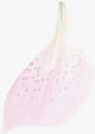 高清创意合成效果粉红色的花瓣免抠