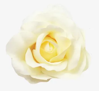 卡通鲜花素材鲜花图案 唯美白色免抠