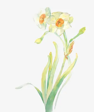 手绘水仙花免抠